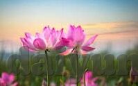 色和尚中文字幕色和尚影院-色和尚的迷思，网络世界的虚幻与现实